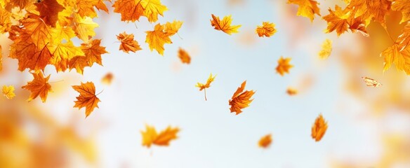 The Autumn Leaves Falling in a Bright Sunny Sky with Soft Bokeh Background