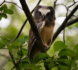 Saw whet owl baby in the Canadian wilderness