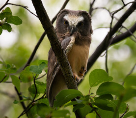 Saw whet owl baby in the Canadian wilderness