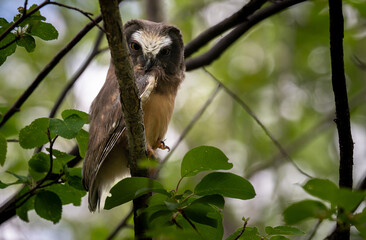 Saw whet owl baby in the Canadian wilderness