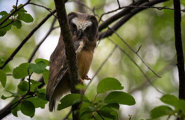 Saw whet owl baby in the Canadian wilderness
