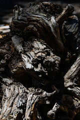 Tree Root, Texture, background, wood, wallpaper, brown