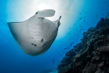 Manta ray swimming above healthy coral formations in the clear waters of Lady Elliot Island, Queensland, Australia.