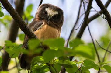 Saw whet owl baby in the Canadian wilderness