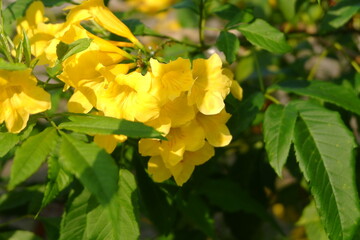 Bright Yellow Tecoma Stans Flowers Among Lush Green Leaves Captured With a Unique Composition