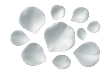 Soft white petals cascading against translucent surface, elegant wedding graphic element