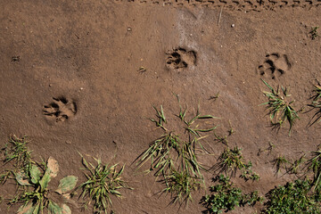 Multiple fresh dog paw prints on sandy beach, storytelling image of pet walk and outdoor travel
