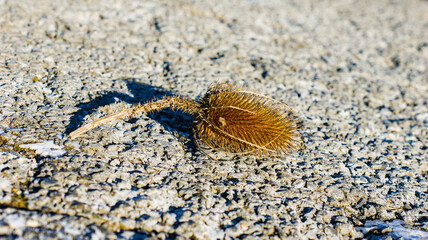Dry seed head of wild teasel (Dipsacus fullonum) lying on asphalt, close-up of dried flower in an urban setting