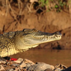 Obraz premium Croc by riverbank at dawn