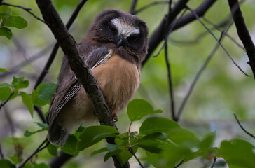 Saw whet owl baby in the Canadian wilderness