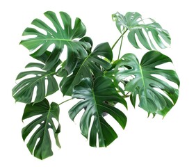 Obraz premium Lush green plant, overhead view, white background, indoor setting, ideal for home decor