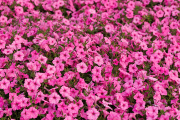Fototapeta premium Mass Bloom of Pink Petunia Flowers in Garden Bed