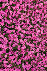 Fototapeta premium Mass Bloom of Pink Petunia Flowers in Garden Bed