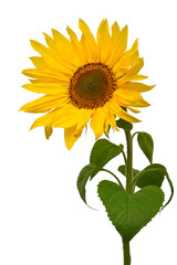 Fototapeta premium Sunflower isolated on white background. Sun symbol. Flowers yellow, agriculture. Seeds and oil. Flat lay, top view. Bio. Eco. Creative