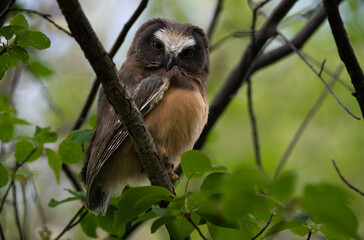 Saw whet owl baby in the Canadian wilderness