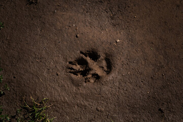 Close-up of a single dog paw print in soft beach sand, detailed texture, ideal for pet, animal, and nature themes