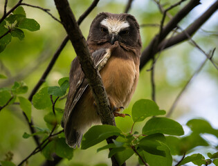 Saw whet owl baby in the Canadian wilderness
