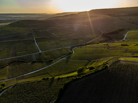 Aerial view on pinot noir grapes growing on grand cru hilly vineyards near village Ay-Champange, Vallee de la Marne, Champagne region, France, row of grape plants