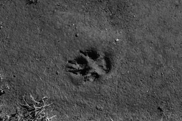 Single dog paw print in smooth beach sand, minimalist nature scene for pet and travel themes. Black and white