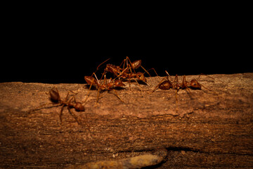 Close-Up of Ants Crawling on Wooden Surface in Dark Background