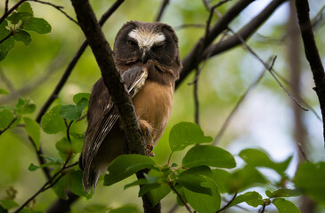 Saw whet owl baby in the Canadian wilderness