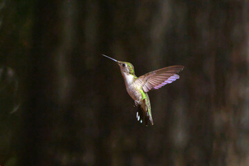 Ruby throated hummingbird in flight hovering ballet. 