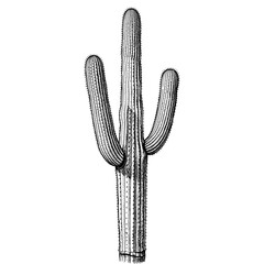 Tall saguaro cactus with two arms and vintage sketch lines, hand-drawn style