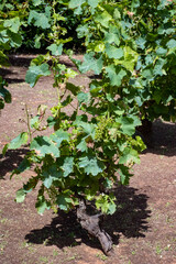 Wine industry on Sicily, green vineyards of grillo grapes near Trapani and Marsala famous wine making regions, South of Italy