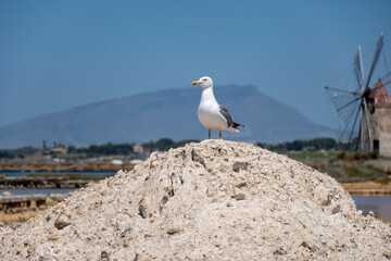 Sea saltworks, salt wind mills and pans, manually extracting high-quality salt, near Marsala and Trapani, Sicily, Italy