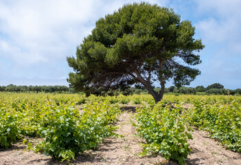 Naklejka premium Wine industry on Sicily, green vineyards of grillo grapes near Trapani and Marsala famous wine making regions, South of Italy