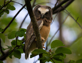 Saw whet owl young in the spring