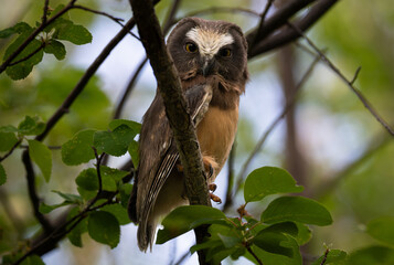 Saw whet owl young in the spring