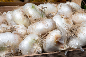 New harvest of white Sicilian onion vegetable on market in Palermo, Sicily, close up