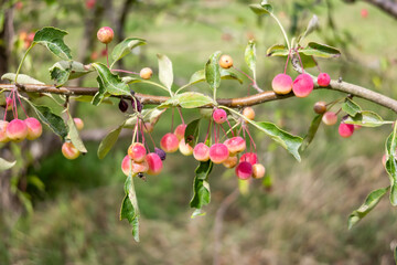 Obraz premium Ramita con hojas y frutos de Malus bhutanica (Malus toringoides) 
