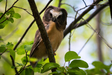 Saw whet owl young in the spring