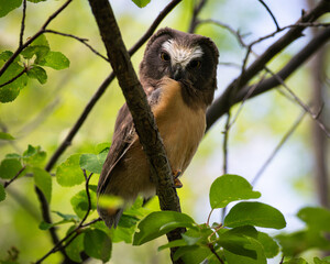 Saw whet owl young in the spring