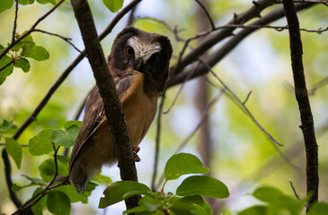 Saw whet owl young in the spring