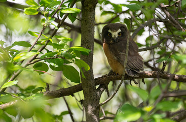Saw whet owl young in the spring