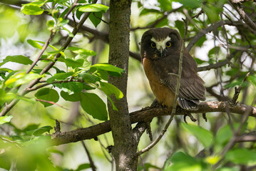 Saw whet owl young in the spring