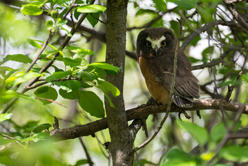 Saw whet owl young in the spring