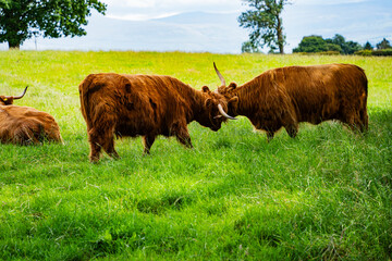 Two Highland cattle locking horns in a field