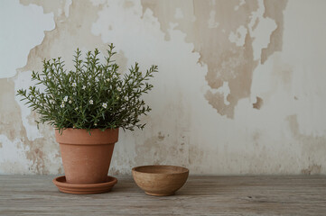 Rustic still life with terracotta pot green foliage white flowers wooden bowl and aged textured wall