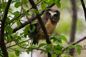 Saw whet owl young in the spring