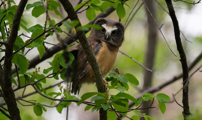 Saw whet owl young in the spring