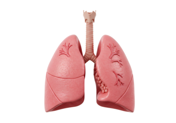 Anatomical illustration of human lungs and airway emphasizing lung structure and bronchial tubes