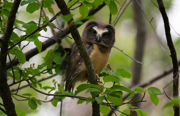 Saw whet owl young in the spring