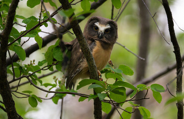 Fototapeta premium Saw whet owl young in the spring