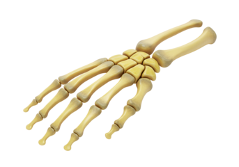 Anatomical Model of a Human Hand Skeleton Showing Bone Structure and Joints for Educational Purposes