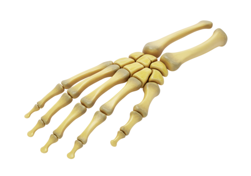 Anatomical Model of a Human Hand Skeleton Showing Bone Structure and Joints for Educational Purposes