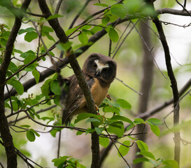 Saw whet owl young in the spring